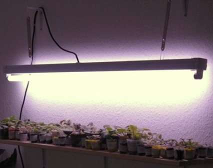 светодиодные лампы для комнатных цветов, которые используются хозяевами для освещения растения, цветущих на балконах и подоконниках.