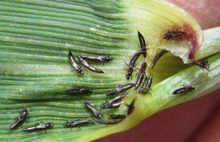 Трипс – мелкие быстроразвивающиеся насекомые. Селятся они на нижней части листьев растений, кладку яиц производят в ткани листьев и цветочных лепестков, для чего проделывают в них ходы.