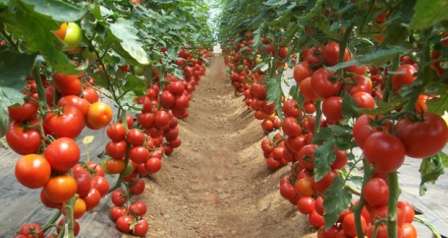 помидоры для теплицы из поликарбоната: сорта, фото. Из нее вы узнаете, какие виды томатов принесут вам большой урожай.