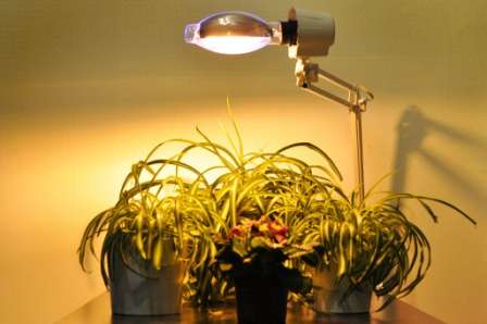 С помощью грамотно установленной светодиодной лампы, можно красиво подсветить растение и выгодно подчеркнуть его силуэт. Итак, светодиодные лампы для комнат