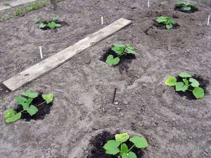 Рассадный способ чаще всего применяется, при необходимости получения раннего урожая плодов. Семена на рассаду сеют в конце апреля – начале мая. 