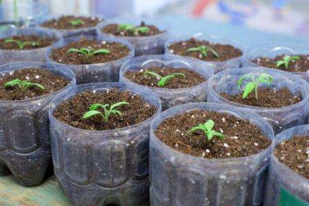Как вырастить баклажаны из семян в домашних условиях на рассаду? Предлагаем вам узнать ответ на этот вопрос из статьи.