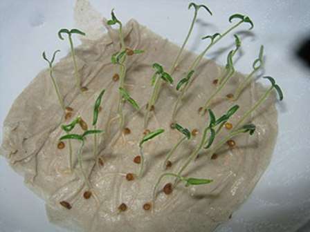 Прорастить. Для проращивания, семена помещают во влажную полотняную салфетку, которую нужно положить на плоскую тарелку. Сверху накрывают пленкой, для сохранения тепла и влажности.