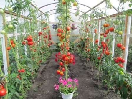 Срок созревания: томаты, выращенные в теплице, позволяют успеть за сезон снять до двух – трех урожаев отменного качества