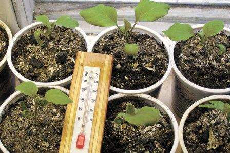 Предпочтительнее приобретать семена баклажан гибридных сортов, так как они обладают устойчивостью к заболеваниям, неблагоприятным погодным условиям и имеют более высокую урожайность. Посев рассаду можно начинать в конце февраля – начале марта.