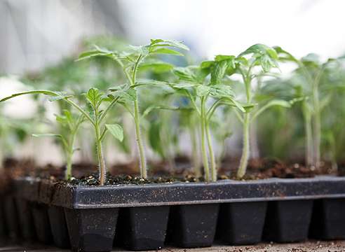 Фосфор. Помогает формированию корней у молодых всходов, а также способствует лучшему усваиванию других питательных веществ. При малом количестве данного элемента, стебель и листья томатов приобретают фиолетовый оттенок.