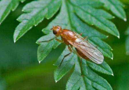 насекомые – вредители культурных растений и переносчики заболеваний