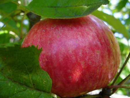 . Даже в возрасте 15-20 лет, яблони дают хороший урожай. Падалицы немного, ее также можно употреблять в пищу, и вкусовые качества не теряются. Но это, если деревья были посажены в плодородную почву.