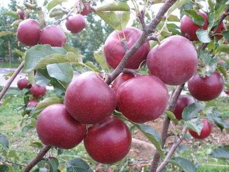  Отмечают приятный вкус и аромат яблок, длительный срок хранения, высокое плодоношение. Немаловажное значение придают устойчивости к заболеваниям и зимостойкости.