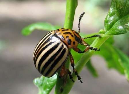 Колорадский жук: иной раз этот жук любит перебраться с картофеля на помидоры. Он оставляет на листве личинок, а