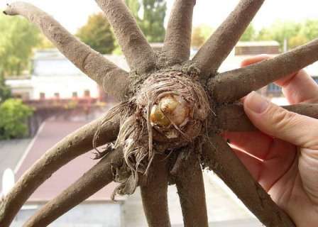 Перед посадкой (за 2 часа), корни луковицы рекомендуется поместить в раствор марганцовки. Если корешки заметно пересушены, то их можно размочить обычной водой. Но нельзя погружать в воду почки.