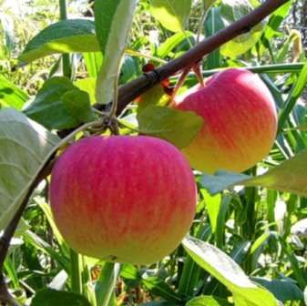 Яблоки не только вкусные в свежем виде, но из них можно приготовить варенье, сок. Урожай можно начинать собирать уже в августе. Заканчивается плодоношение в сентябре.