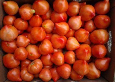 Вес одного томата может достигать 200 грамм. Урожайность составляет от 16 до 20 килограммов с квадратного метра. Один куст способен дать 4-5 килограммов плодов. Хорошо плодоносит даже при неблагоприятных погодных условиях.