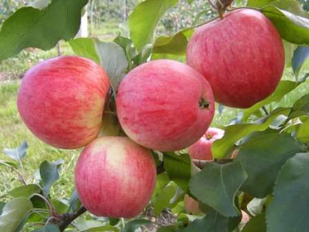 Яблоня «Медуница», описание, фото, отзывы, посадка – тема этой статьи. Из нее вы узнаете, как получить богатый урожай этих сочных яблок.