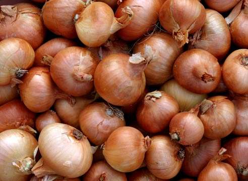 Лучше всего эта культура будет чувствовать себя на месте прошлогодней посадки картофеля, огурцов, капусты или помидоров. Потому что именно на этих участках земли вносилось большое количество органических удобрений в прошлом году.