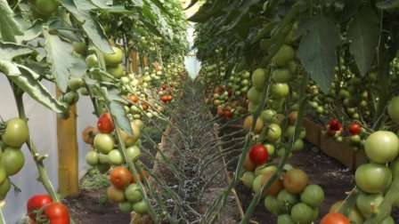 В этой статье мы рассмотрим высокорослые томаты для теплицы. Высокоурожайные, ароматные, сочные – они дадут хороший урожай и порадуют вас несложным уходом.