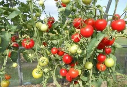  Некоторые дачники удобряют томаты один раз в 12-15 дней, внося жидкие минеральные препараты. Можно произвести подкормку три раза в течение сезона, применяя двойной суперфосфат, внося его совместно с калийным удобрением. Рекомендуется удобрять томаты после полива.