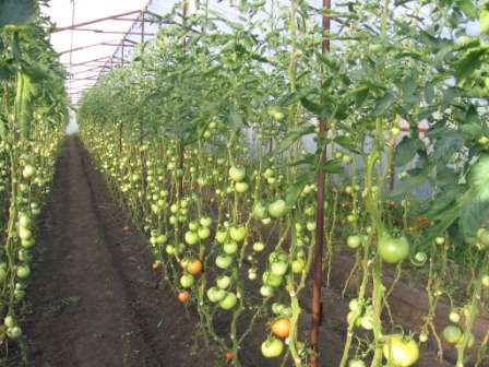 Итак, высокорослые томаты для теплицы, высокоурожайные и вкусные – мечта любого дачника. При соблюдении правил агротехники, условий посева семян и высадки рассады в теплицу, должного ухода за растениями у вас обязательно получится вырастить обильный урожай плодов.
