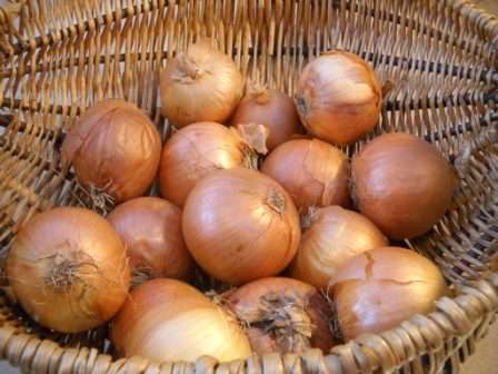 Месторасположение. Для высадки лука севка лучше всего выбрать участок, который хорошо освещён, чтобы грунтовые воды не подходили близко к поверхности. Не стоит высаживать лук и там, где эта культура росла в прошлом году