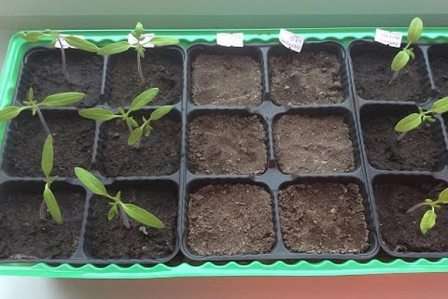 Стимуляторы роста для рассады томатов и перца помогают вырастить более качественный урожай, поскольку растения лучше растут и развиваются. Даже в небольших дозах стимуляторы роста оказывают положительный эффект. Сегодня их имеется в продаже большое разнообразие.