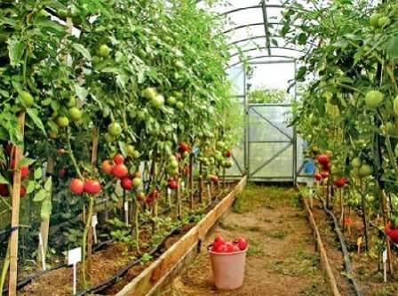  В этой статье мы рассмотрим высокорослые томаты для теплицы. Высокоурожайные, ароматные, сочные – они дадут хороший урожай и порадуют вас несложным уходом.