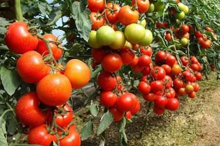 «Аленушка» - томаты нового поколения, недавно появившиеся на рынке. Вырастают в высоту от 2 до 2,5 метров, обладают ранней спелостью, плоды можно собирать через 80 – 100 дней после высадки, и отличаются обильным урожаем. 