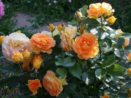 Плетистая роза, описание которой мы рассмотрим в этой статье, поражает своей изысканностью и красотой. Она способна превратить невзрачное строение или обычный забор в замечательный декоративный элемент.