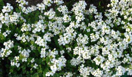 Андромеда многолистная. Кустарник, достигающий в высоту 60 сантиметров. Цветёт с апреля по июнь маленькими цветочками разных цветов. В августе-сентябре её украшают плоды-коробочки.