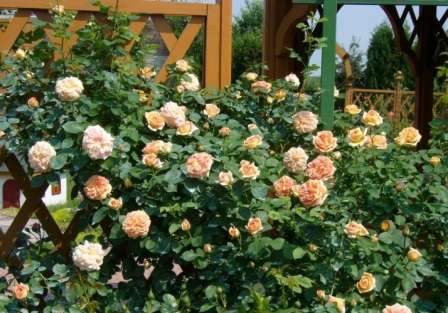 Растение не требовательно к условиям и прекрасно адаптируется к любой почве. Розы этого сорта прекрасно подходят для создания живой изгороди или декорации ими беседок, стен зданий, а также для формирования цветочных колонн.