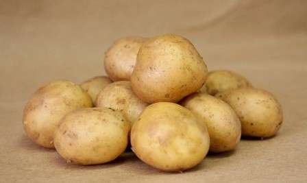 Детальное описание сорта картофеля «Удача» поможет вам вырастить богатый урожай вкусного корнеплода. 