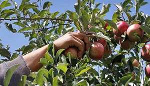 Как правильно собрать яблоки, чтобы долго хранились?