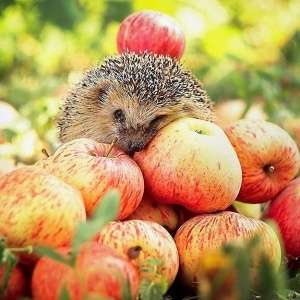 Как правильно собрать яблоки, чтобы долго хранились?