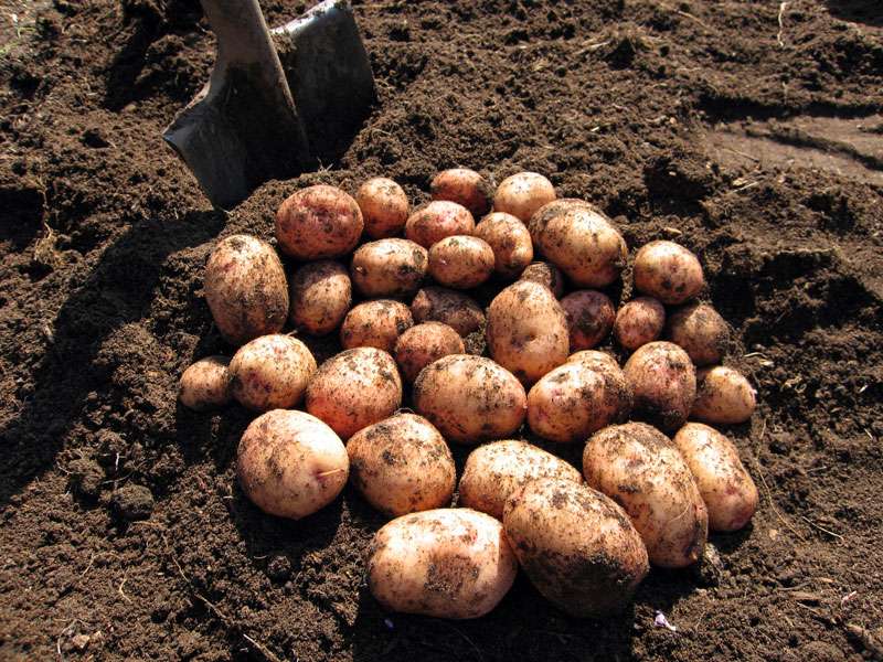 Картофель: сбор урожая