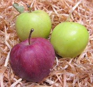 Опилки: хранение яблок