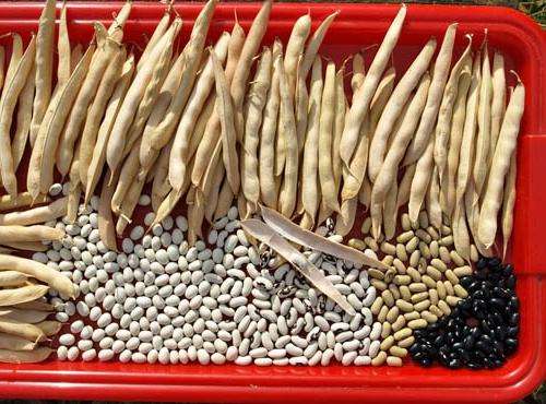 5 способов хранения зерновой фасоли