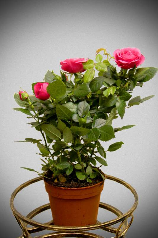 Как правильно подготовить комнатную розу к зиме?