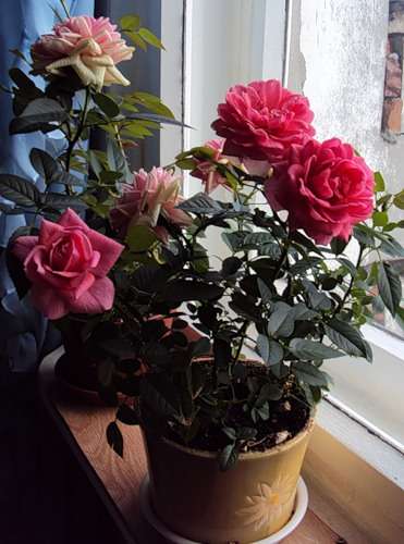 Комнатная роза: уход зимой