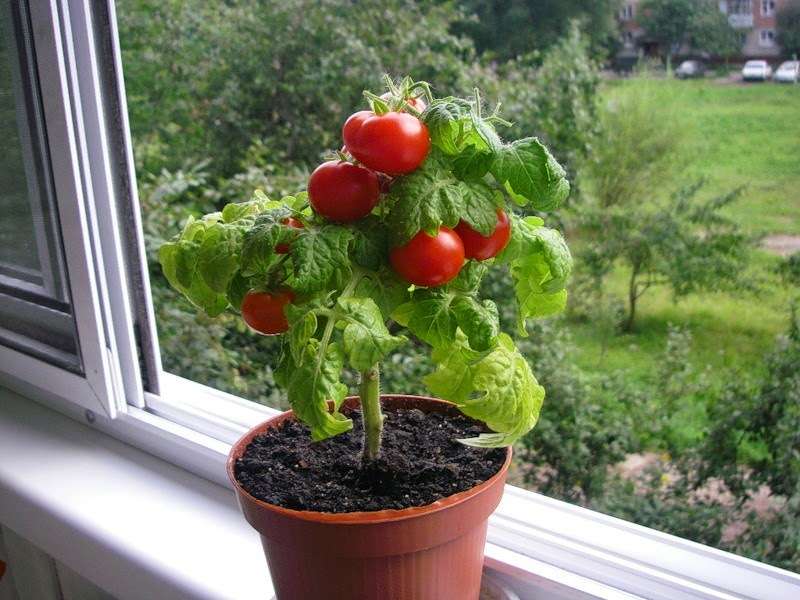 Комнатные помидоры: основные принципы выращивания