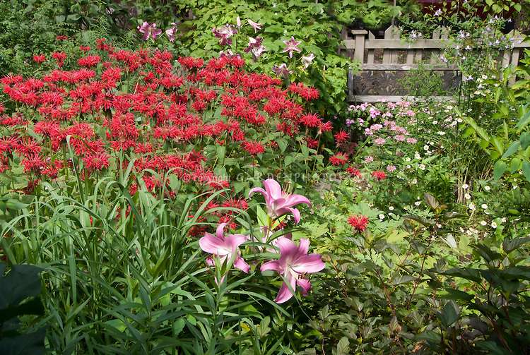 Monarda Gardenview Scarlet J047252 ΠΠΎΠ½Π°ΡΠ΄Π° ΠΊΠΎΠ³Π΄Π° ΡΠΎΠ±ΠΈΡΠ°ΡΡ ΠΈ ΠΊΠ°ΠΊ ΡΡΡΠΈΡΡ