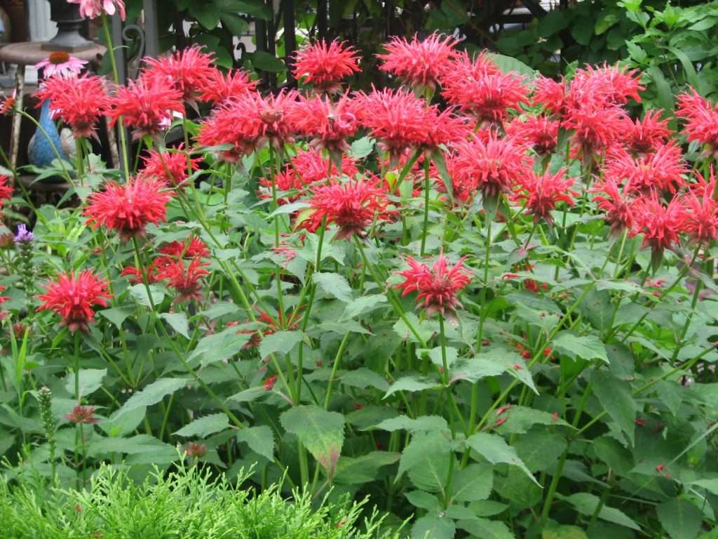 PP Bee Balm ΠΠΎΠ½Π°ΡΠ΄Π° ΠΊΠΎΠ³Π΄Π° ΡΠΎΠ±ΠΈΡΠ°ΡΡ ΠΈ ΠΊΠ°ΠΊ ΡΡΡΠΈΡΡ