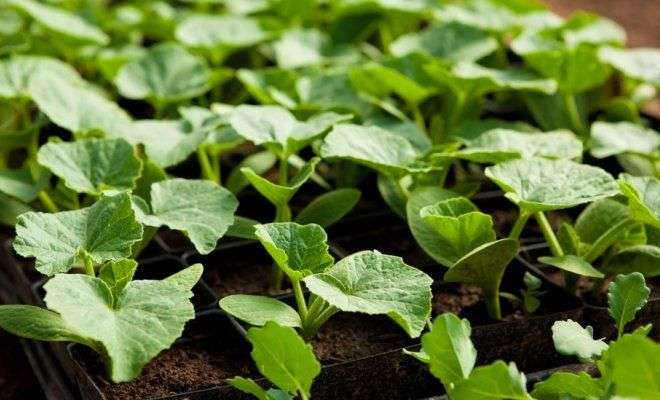 рассада кабачков, патиссонов, крукнеков