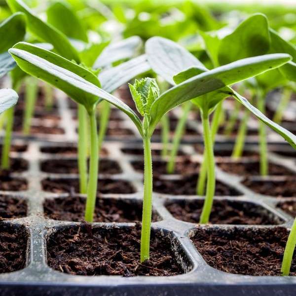 Советы по выращиванию рассады овощных культур в 2018 году