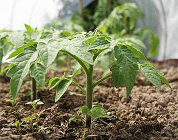 Советы по выращиванию рассады овощных культур в 2018 году