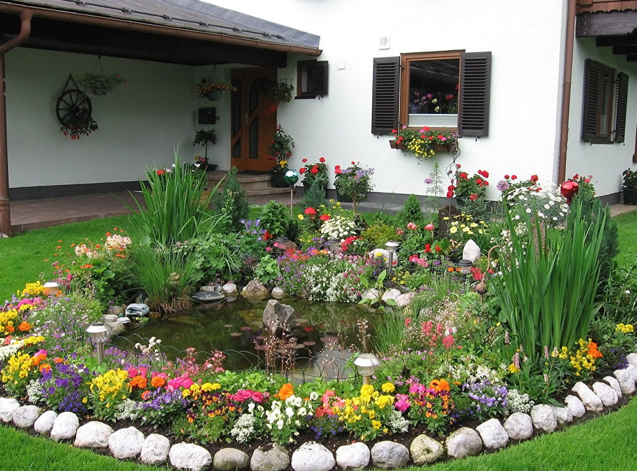 однолетние цветы