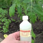 Подкормка рассады — помидоров, перцев, огурцов и капусты. Нашатырный спирт как основа подкормки.