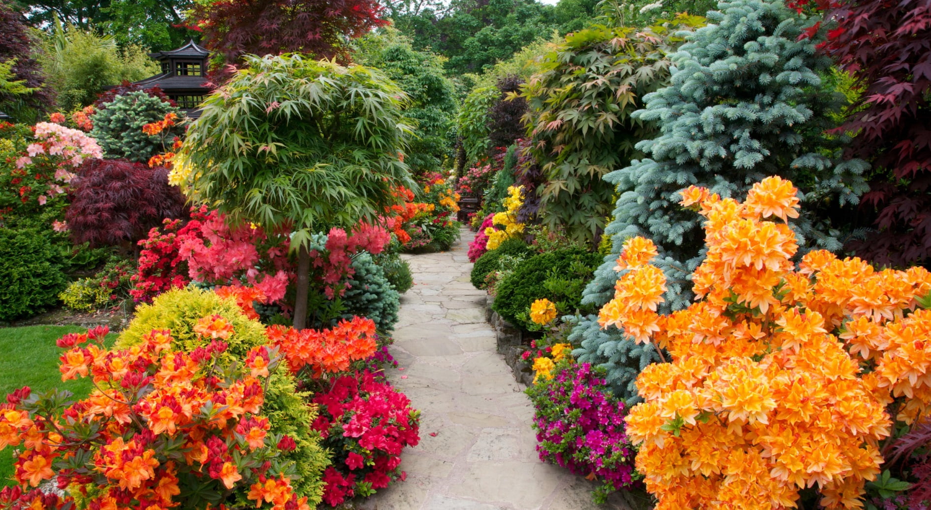 виды растений