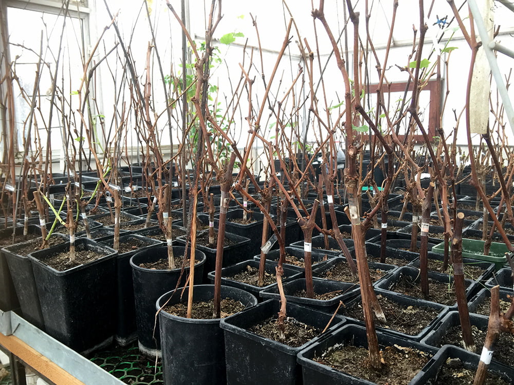 Саженцы винограда