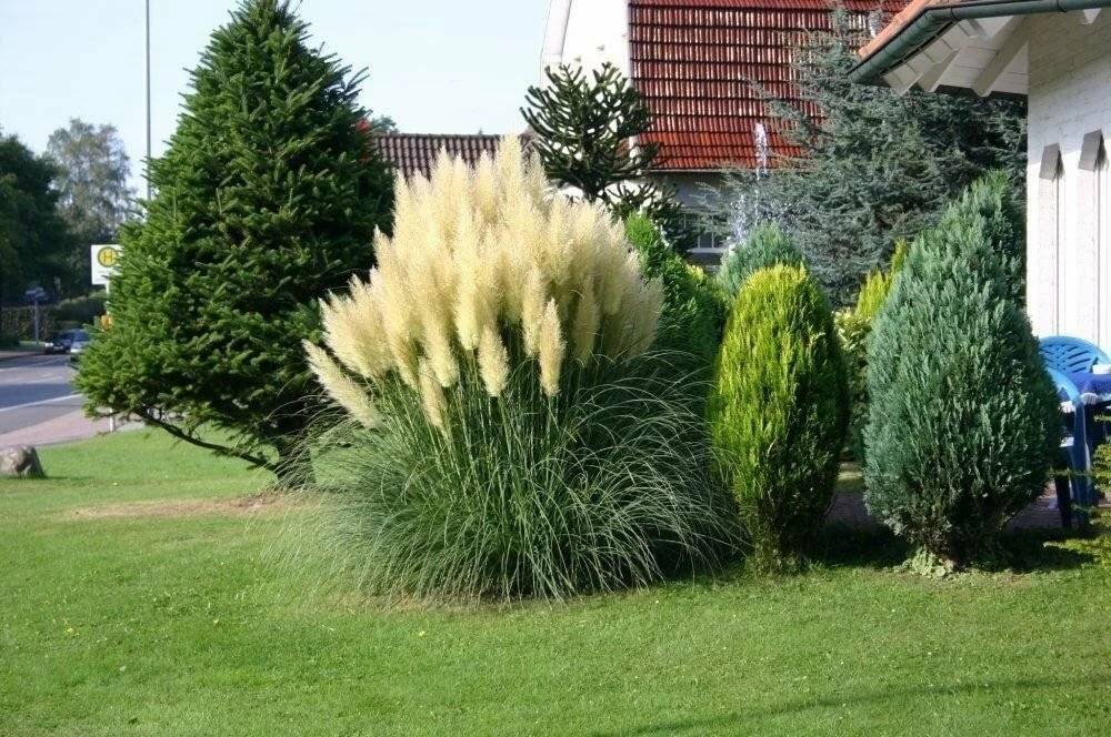 Кортадерия