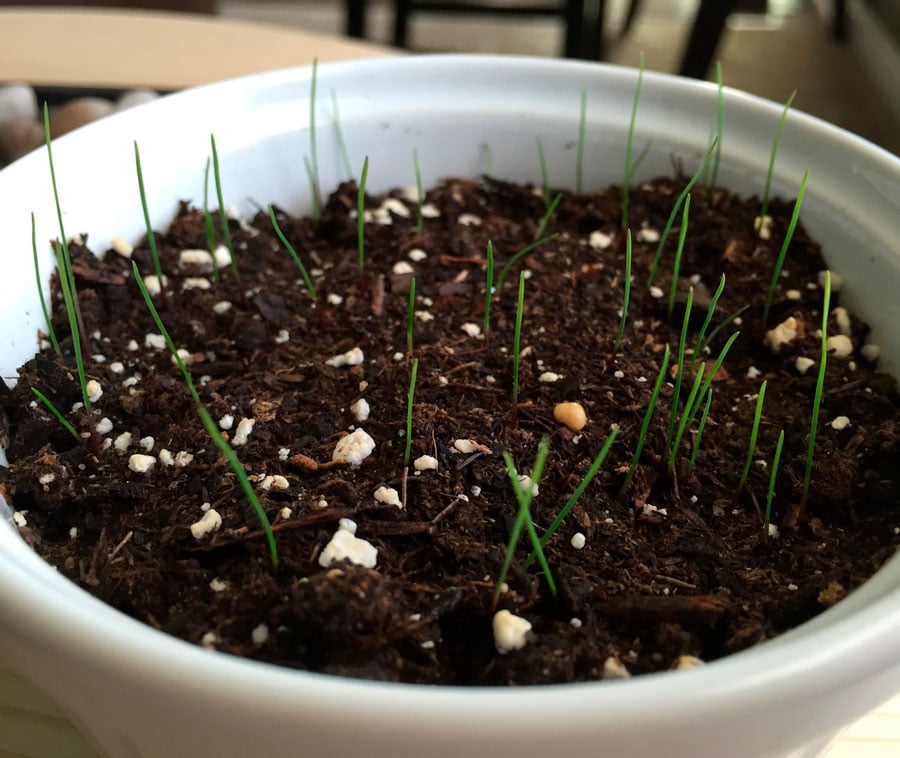 Пампасная трава, кортадерия