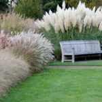 Пампасная трава, кортадерия